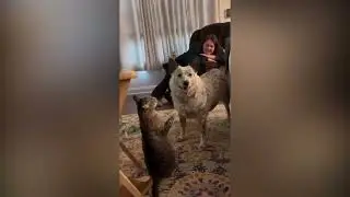 Dumb Cats | Kids Meme Free
