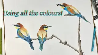 Drawing Rainbow Bee Eaters in Color Pencil