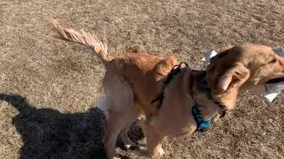 Golden Retriever Loves Running Free! Snow Has Melted. Grass Run!