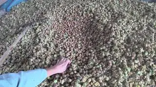 Сбор урожая фундука 2021.