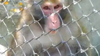 Macaques jumped into a window leaf 🙊 taigan Safari Park