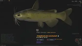 Fisher Online: сша, сом канальный