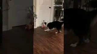 Doggo Gets SPOOKED! Hilarious Hide and Seek