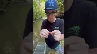 Can You Trap Fish With Glow Sticks? 