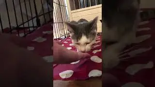 Rescued cats learn to trust humans