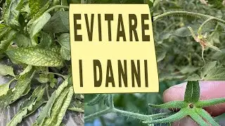 CONCIMAZIONE POMODORO - carenze nutrizionali