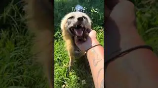 I’m going to come back as one of these 🐾 #therian #fox #alterhuman #quadrobics #nature