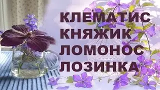 КЛЕМАТИС – КНЯЖИК - ЛОМОНОС - ЛОЗИНКА – научное и народные названия клематисов - channel Clematis TV