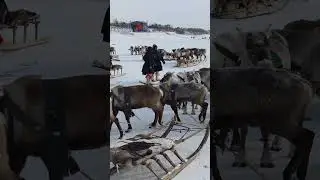 День оленевода в Салехарде. 