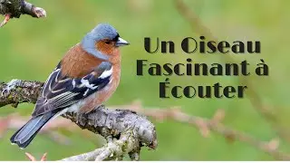 CHANT DU PINSON DES ARBRES