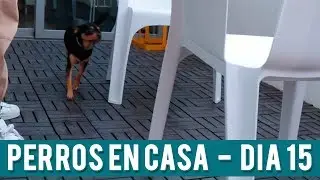 Juego Slalom Perros | Día 15