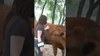 Bao meets Winnie the Moo 🐮 