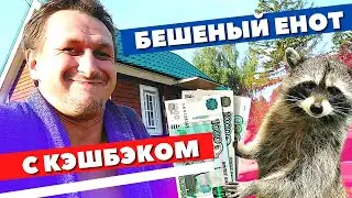 Дачные хроники: бешеный енот с кэшбэком и дырки в земле