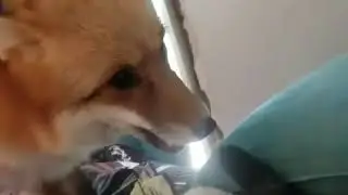 Dixedo the fox is moody today
