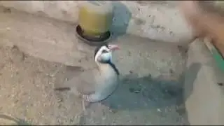 Amazing Arabic chukar (Maskati Chukar)