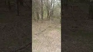 Прогулка по лесу #wood #life #2024 #shorts