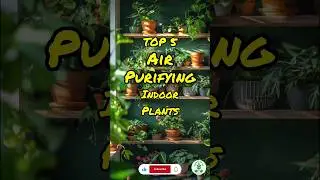 Top 5 Air Purifying Indoor Plants. 