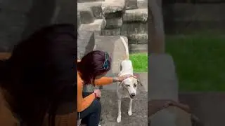 Just a moment of love can totally turn around someone’s day #animallover #dogshorts
