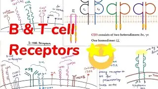 T cell Receptors || B cell receptors|| T& B cell receptor #immunology