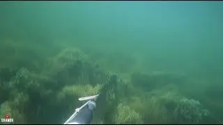 Осенняя охота с восхитительным прозраком!!! Очень много карася