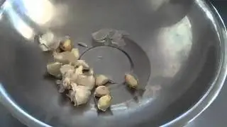 Testing the, "how to peel a head of garlic in 10 seconds" method