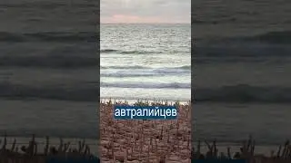 2500 голых австралийцев устроили фотосессию на пляже