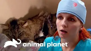 Cirurgia de emergência para salvar um gato que foi atropelado | Veterinário das montanhas | Animal