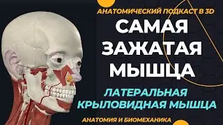 Латеральная крыловидная мышца. Анатомия в 3D