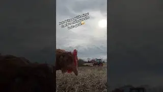 Chicken Mirror Check.💁🏼‍♀️🐓