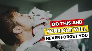 The 7 Acts of Love Your Cat Hopes to Receive From You