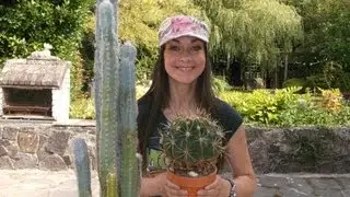 How to repot a cactus