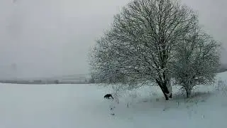 На зайца с дратхааром
