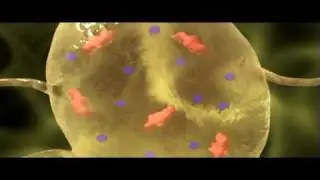 Neuron Resting Potential