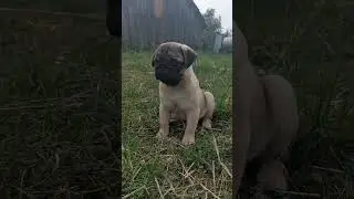 Мопс шенок Египетский Царь Хрустальный Лотос ❣️