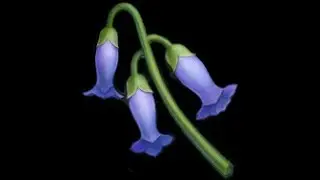 Violetgrass location Genshin Impact