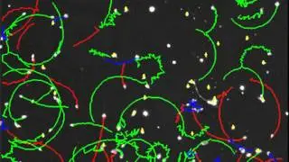 Dolphin sperm sample