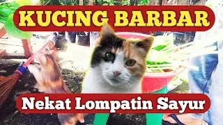Kucing Lucu Barbar Jailin Saat Panen Sayuran Hidroponik