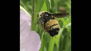 Endangered Bees Need Help