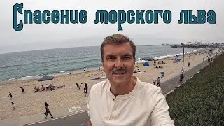 Los Angeles: Спасение морского льва