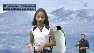 CURIOSIDADES - ANIMAL QUE TRANSFORMA ÁGUA SALGADA EM DOCE