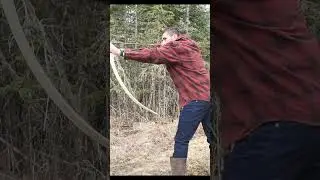 Bow Making Wood Comparison