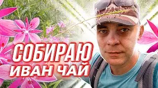 ИВАН-ЧАЙ ЗАЦВЕЛ, ЗНАЧИТ ПРИШЛО ВРЕМЯ СБОРА И ПРИГОТОВЛЕНИЯ КОПОРСКОГО ЧАЯ