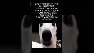 мем собака стучит зубами 
