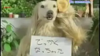 Странные и очень упоротые японские рекламы, которые выносят мозг