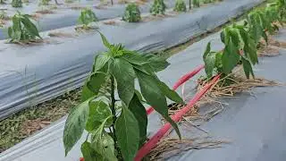 Ruộng ớt sừng vàng châu phi 24 ngày chuẩn bị kích đẻ chòi phân nhánh