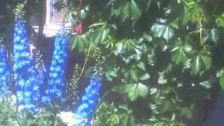 John A Cameron Garden 2015