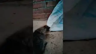 спас котят из западни, а как это было, читайте по ссылке в описании