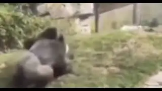 две чурки дерутся под лютую музыку