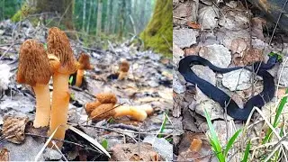 ПОШЛИ ГРИБЫ В ЗМЕИНОМ ЛЕСУ! Грибы в мае