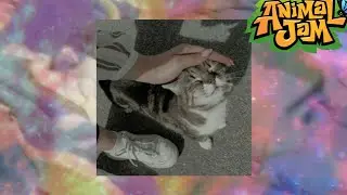 тёплый котик😸 Animal Jam